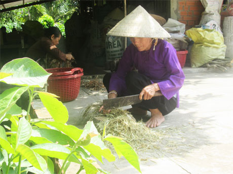 Bà Mai Thị Châu đang chặt thuốc.