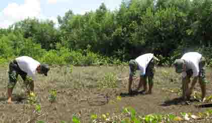 Planting forest in Con Ngang island, Tan Phu Dong district, Tien Giang province. Photo: Huu Chi