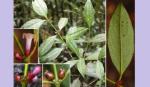 New plant species discovered in Khanh Hoa natural reserve