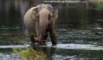 Scientists discover why elephants rarely get cancer