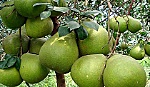 Thực phẩm không nên ăn khi bị ốm