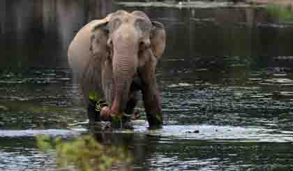 As elephants evolved, their bodies made many extra copies of a gene that prevents tumors from forming