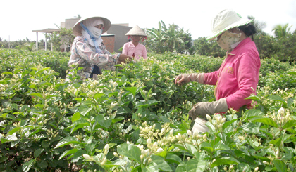 Hoa màu là một trong những lĩnh vực quan trọng trong sản xuất nông nghiệp của xã.