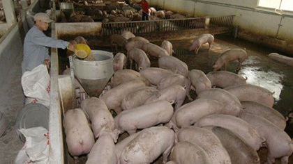 A pig farm at U Minh District, southern Ca Mau Province. (Source: VNA)