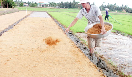 Mô hình sản xuất lúa giống ở Tân Hội Đông rất hiệu quả.