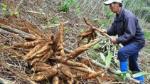 Cassava exports set to earn US$1.5 billion this year