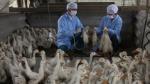 Health sector warns of renewed bird flu threat