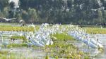 Lang Sen Wetland Reserve recognised as the seventh Ramsar site of Vietnam