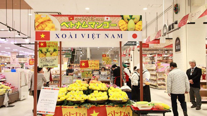 Cat Chu mangoes from Vietnam are available for sale at an Aeon supermarket. (Photo: VNA)