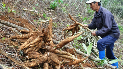 Harvesting cassava in Yen Duong commune, northern Bac Kan province’s Ba Be district. (Image credit: backan.gov.vn)