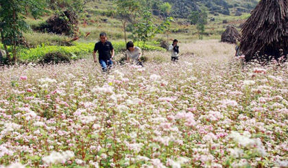 Vẻ đẹp lung linh của hoa Tam giác mạch trên Cao nguyên đá Đồng Văn. Ảnh: Đỗ Bình/TTXVN