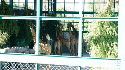 First giraffes at the Vinpearl Safari Park