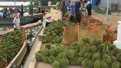 Buying durian in Ngu Hiep commune. Photo: Huu Chi