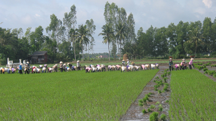 Farmers are working on a rice field. (Source: VNA)