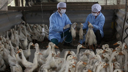 Vaccine injection to prevent bird flu (Source: VNA)