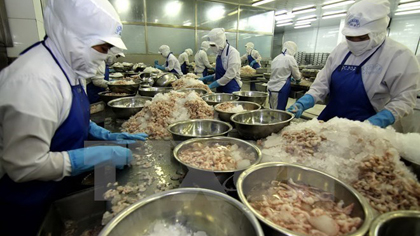 Prawn production for export in southern Bac Lieu district. (Source: VNA)