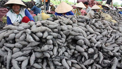 Farmers in the Mekong delta are happy at high price of Japanese sweet potatoes.