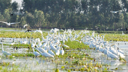 Lang Sen Reserve is home to around 156 kinds of flora and 149 kinds of fauna (Photo: sggp.org.vn)