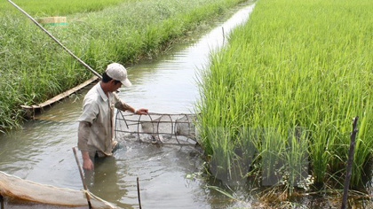 A ​man harvests prawn in his mixed rice-prawn farm in the Mekong Delta. (Source: VNA)