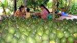 The turnover of Tien Giang's good exports reach over USD 1.6 billion in 2015