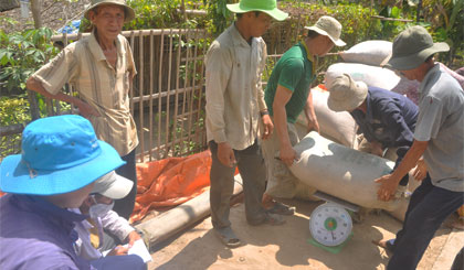 Công ty Lương thực Tiền Giang thu mua lúa của nông dân trong mô hình Cánh đồng lớn.