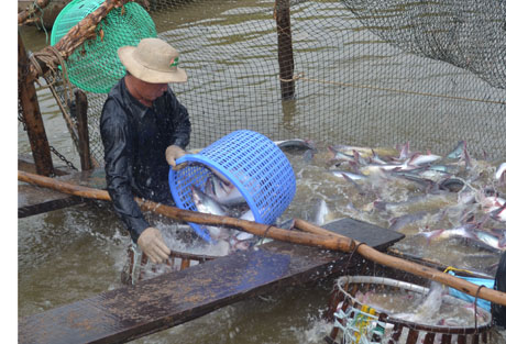 Photo for Illustration (Pho to: Thai Thien)
