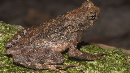 The new species of Megophrys - Megophrys latidactyla - found in Pu Mat National Park, western Nghe An province. (Credit: Dr. Nguyen Thien Tao)