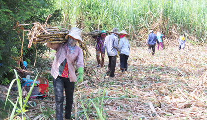 Thu hoạch mía tại xã Bình Xuân.