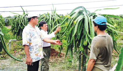 Hội Nông dân xã Thanh Bình chia sẻ kinh nghiệm trồng thanh long  cùng nông dân.