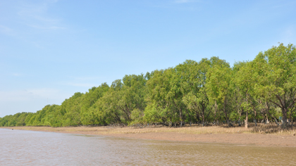 Photective forest in Tan Phu Dong district, Tien Giang province. Photo: Huu Chi