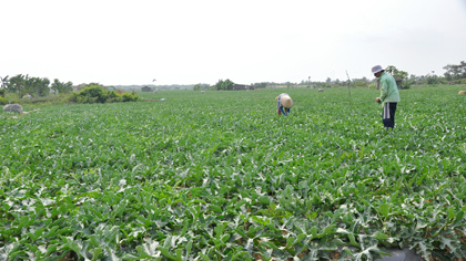 Planting water-melon in Tan Thanh commune, Go Cong Dong district. Photo: Huu Chi