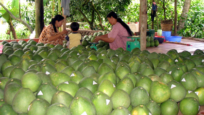 Labelling Co Co grape fruit for export in Cai Be district, Tien Giang province. Photo: N.Huu