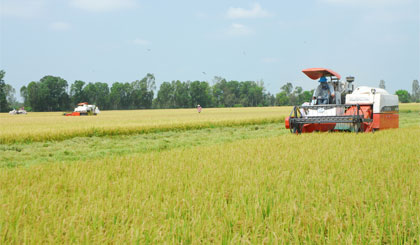 Cánh đồng lớn của Công ty Lương thực Tiền Giang.