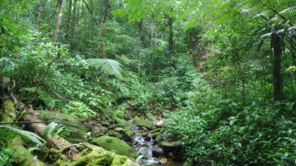 Forest in Kon Tum province. (Source: Internet)