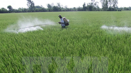 A farmer sprays pesticide on a rice field (Photo: VNA)