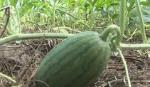 Planting watermelon in Tan Phuoc district