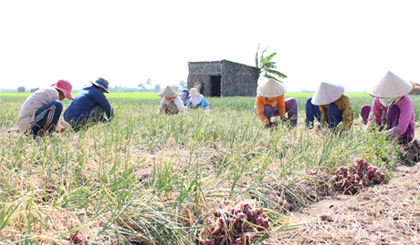 Thu hoạch hành tím ở ấp Nam.