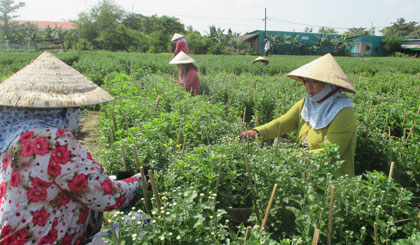 Cảnh lao động chăm sóc hoa nhộn nhịp ở nhiều hộ trồng hoa tại xã Tân Mỹ Chánh.