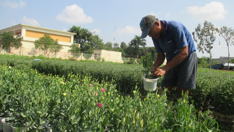 Chú Trần Văn Lập chăm sóc hoa cát tường - giống hoa mới  được chú mua về từ Đà Lạt.