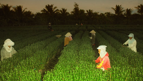 Người lao động tranh thủ cắt, tỉa hoa khi trời vừa hừng sáng.