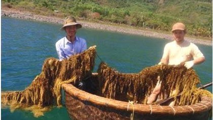 Locals harvest sargassum in Nha Trang Bay. (Photo: vast.ac.vn)