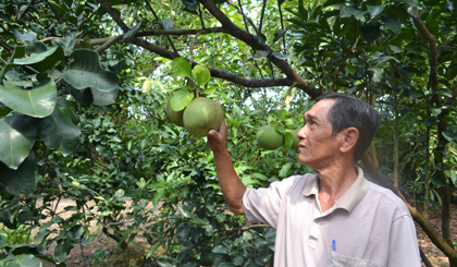 Nhiều hộ nông dân đang trông chờ vào mùa trái cây tết. 