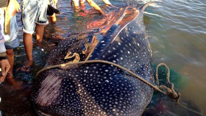 The whale shark carcass will be preserved for research. Photo credit: Nguoi Lao Dong