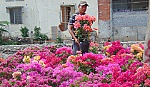 Khởi động Chợ hoa Xuân TX. Cai Lậy