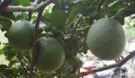 Famers in Cai Be district prepare grapefruit for Tet