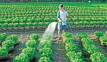 Làm giàu từ hoa Tết