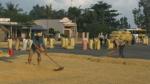 Winter-spring rice crop has a good crop and high price