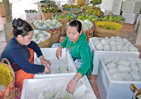  Niềm vui của người nông dân khi hội nhập cũng chỉ là sản phẩm làm ra được mùa được giá