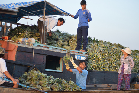 Khóm được khách hàng chọn mua để chưng  trong dịp tết. 