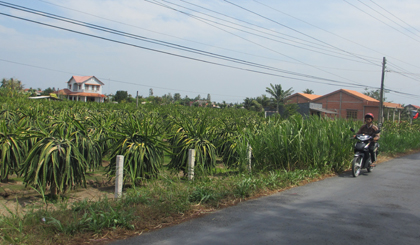 Nhà mới mọc lên trên nền xanh của thanh long.